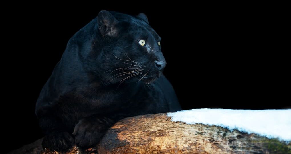 Max van Rijswijk sobre corredores biológicos para grandes felinos