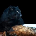 Max van Rijswijk sobre corredores biológicos para grandes felinos