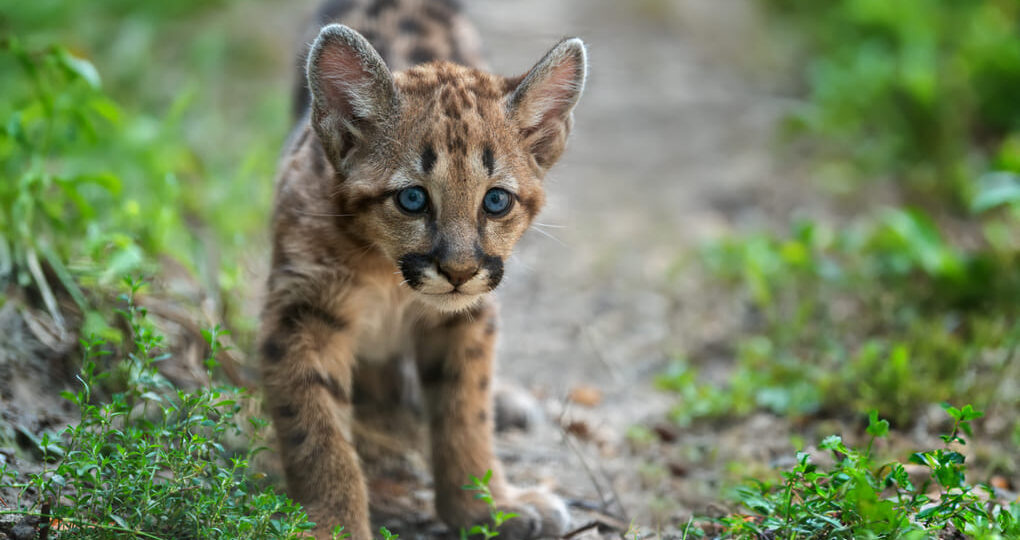 Protección de felinos y reducción de conflictos locales en Panamá