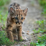 Protección de felinos y reducción de conflictos locales en Panamá